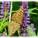 Fritillary Butterfly by carolmw