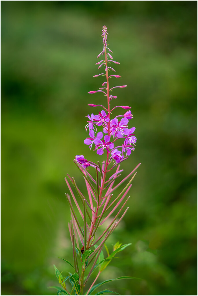 Rosebay Willow Herb by clifford