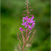 Rosebay Willow Herb by clifford