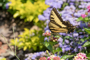 31st Jul 2023 - Eastern Tiger Swallowtail
