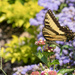 Eastern Tiger Swallowtail by k9photo