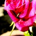 Skakavac na ruži by vesna0210