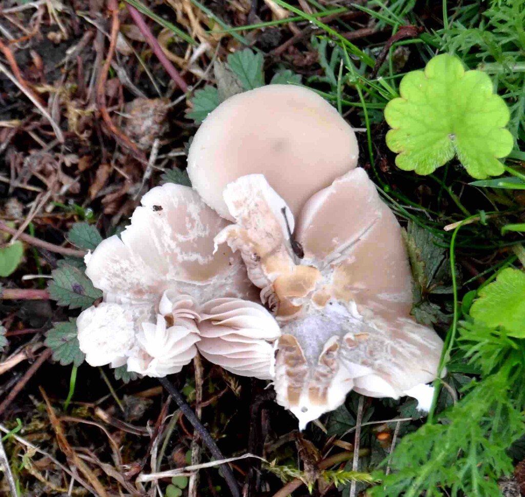 Common Gilled Mushroom  by arkensiel