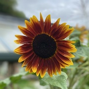 31st Jul 2023 - sunflower