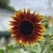 sunflower by cam365pix