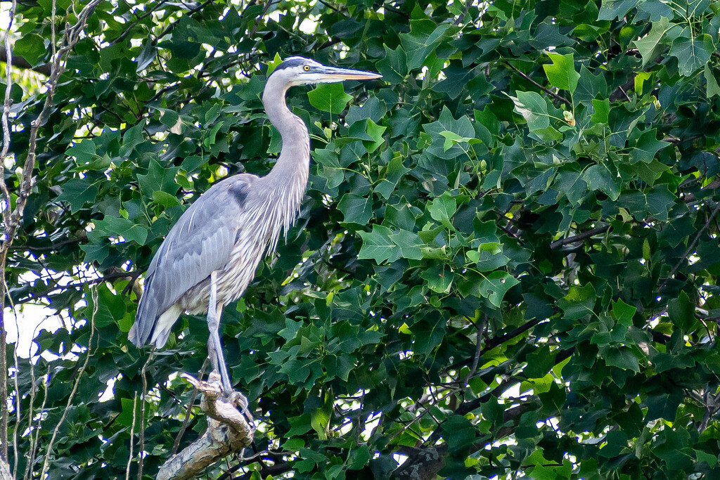 Blue Heron by lifeisfullofpictures