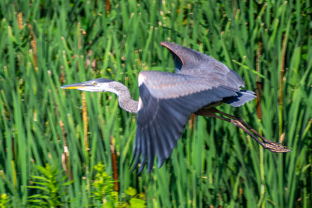 Blue Heron In Flight by lifeisfullofpictures