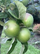 16th Jul 2023 - Ripening Apples