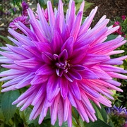 31st Jul 2023 - Dahlia #4