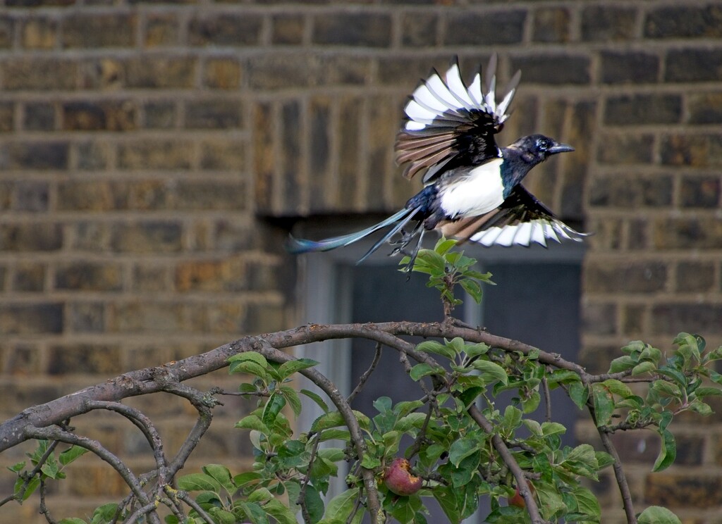 Magpie by billyboy