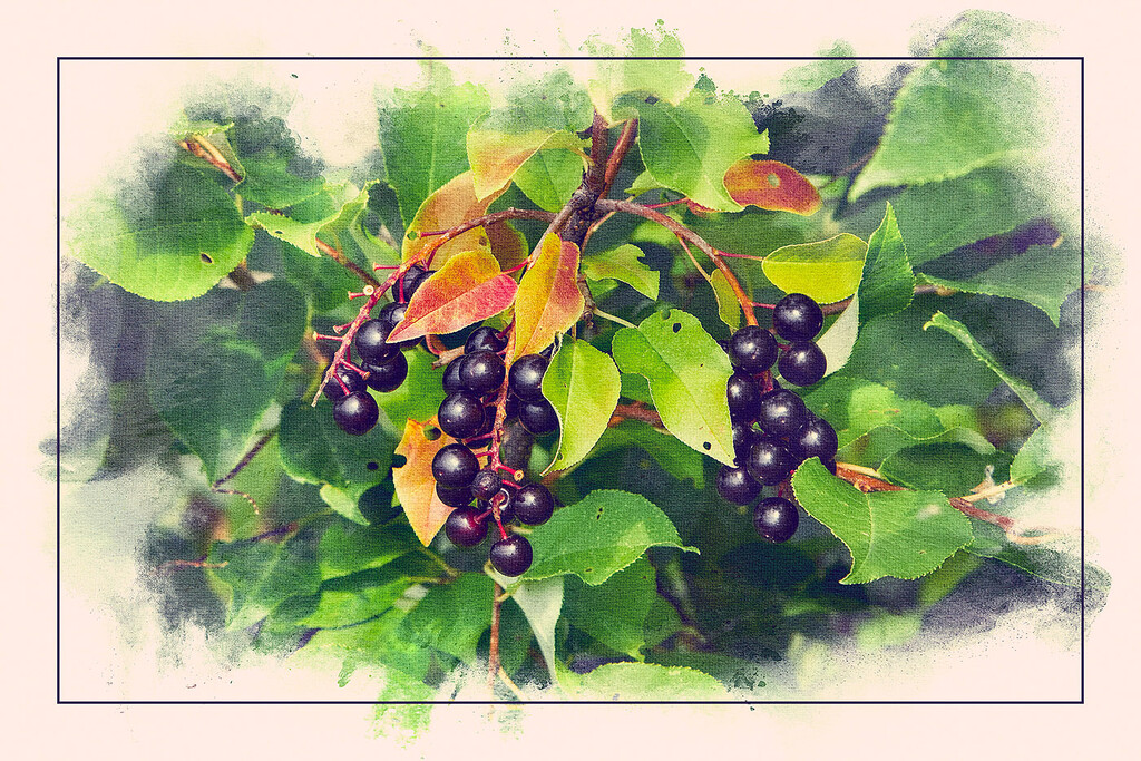 Bunches of Berries by gardencat