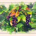 Bunches of Berries by gardencat