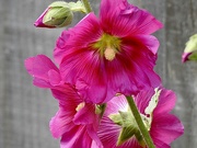 31st Jul 2023 - My Precious Hollyhock