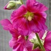 My Precious Hollyhock by susiemc