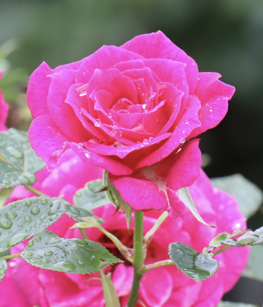 Pink Rose with raindrops  by jeremyccc