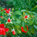 Abundant roses by larrysphotos