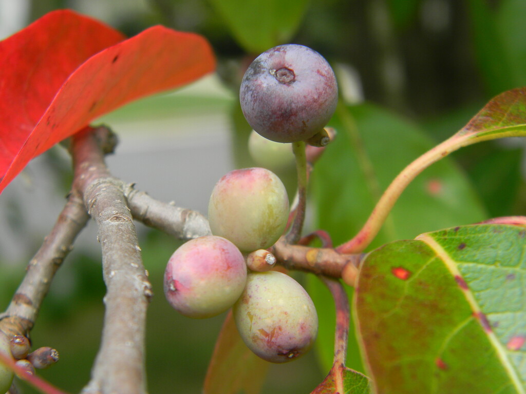 Blackgum Berries  by sfeldphotos