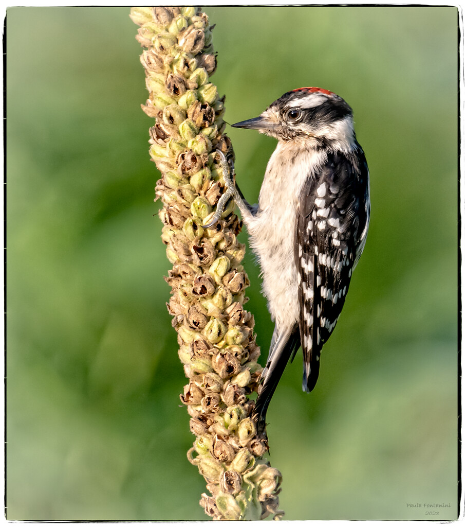 Downy Woodpecker by bluemoon