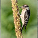 Downy Woodpecker by bluemoon
