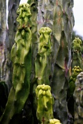 29th Jul 2023 - Jul 29 Cactus