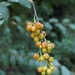 Wild Berries  by kathybc