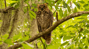 31st Jul 2023 - Great Horned Owl, Just Hanging Out!