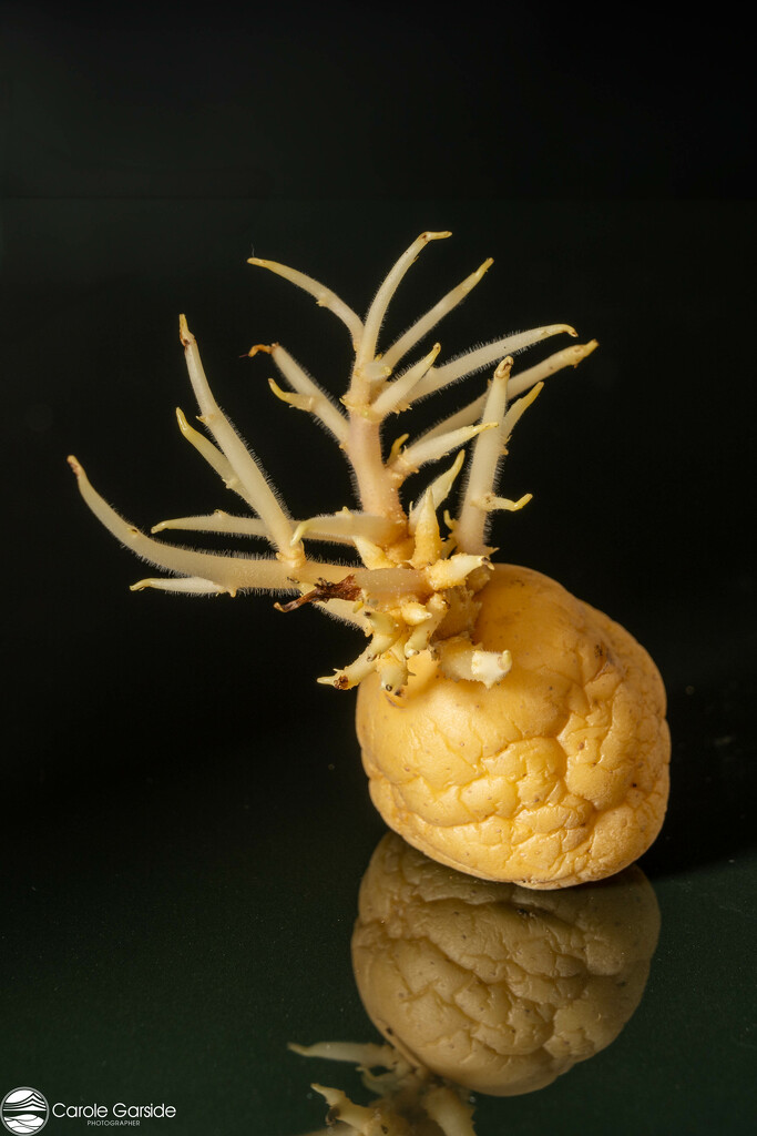 Seed Potato by yorkshirekiwi
