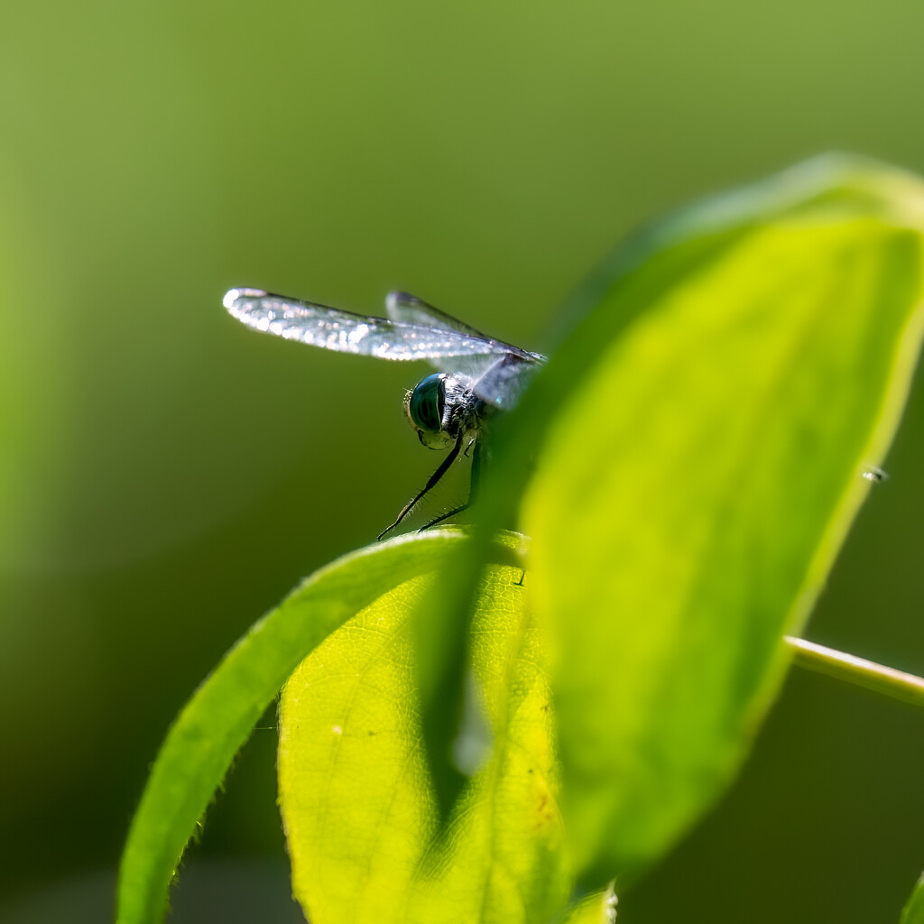 Macro Monday by nicoleweg