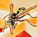 Wasp  by joysfocus