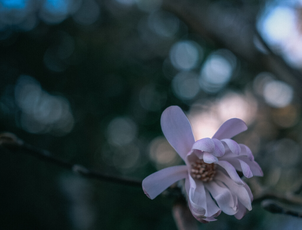 magnolia by brigette