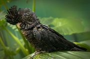 1st Aug 2023 - Black Cockatoo