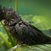 Black Cockatoo by 365projectclmutlow