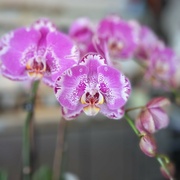 1st Aug 2023 - Orchid Passion