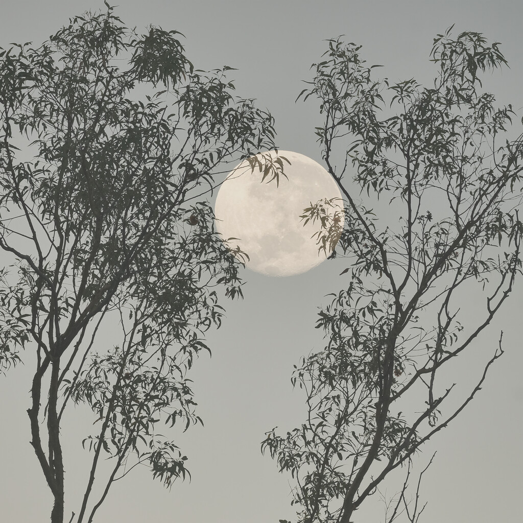 Full moon over El Questro by dkbarnett
