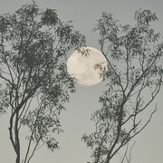 5th Jul 2023 - Full moon over El Questro