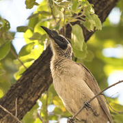 5th Jul 2023 - Silver-crowned Friarbird