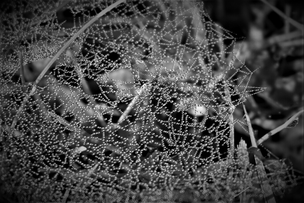 Morning dew on the cobwebs on the grass by anitaw
