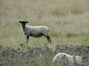 1st Aug 2023 - Nosey sheep