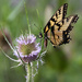 Butterfly on a teasel by mittens