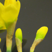 25th Jul 2023 - Budding Daffodils
