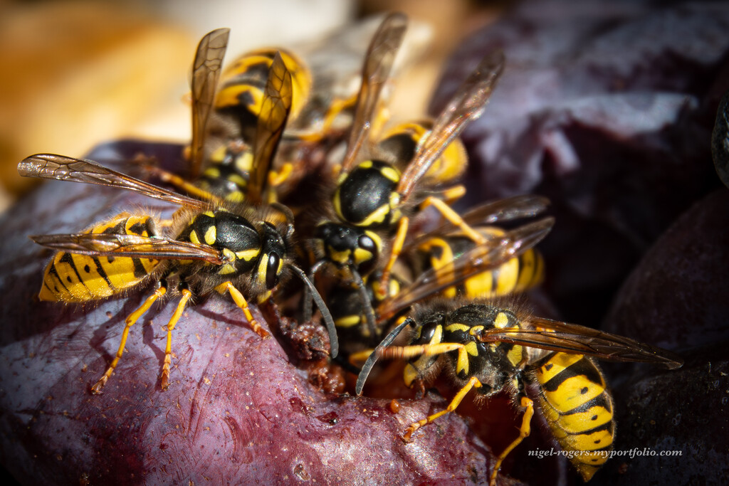 Wasp feeding time (move over I was here first) by nigelrogers