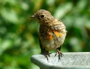 1st Aug 2023 - Young Robin