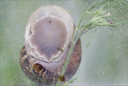 27th Jul 2023 - 27 Upside Down Snail