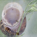 27 Upside Down Snail by marshwader