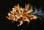 30th Jul 2023 - Jul 30 Dried Ocotillo flowers