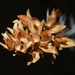 Jul 30 Dried Ocotillo flowers by sandlily