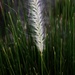 Jul 30 Grass by sandlily