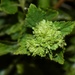 Jul 30 Green Flower by sandlily