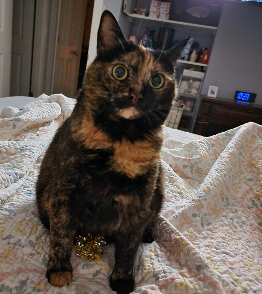 Lily, my sweet shy tortie by shesays