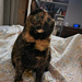 Lily, my sweet shy tortie by shesays